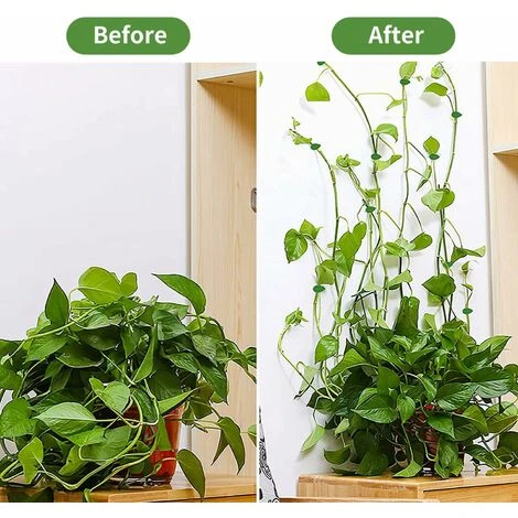Clips Plantes Fixation De Plantes Grimpantes, Clips De Fixation De Support Auto-AdhéSifs Pour La DéCoration De La Maison Plantes Grimpantes (Verte) 20 Pcs,Lilaris 3 Clips Plantes Fixation De Plantes Grimpantes, Clips De Fixation De Support Auto-AdhéSifs Pour La DéCoration De La Maison Plantes Grimpantes (Verte) 20 Pcs,Lilaris – Image 3