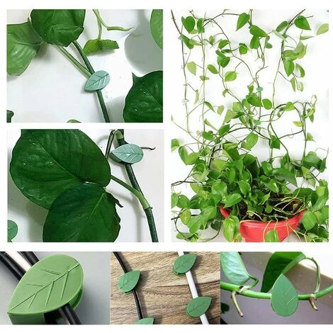 Clips Plantes Fixation De Plantes Grimpantes, Clips De Fixation De Support Auto-AdhéSifs Pour La DéCoration De La Maison Plantes Grimpantes (Verte) 20 Pcs,Lilaris 5 Clips Plantes Fixation De Plantes Grimpantes, Clips De Fixation De Support Auto-AdhéSifs Pour La DéCoration De La Maison Plantes Grimpantes (Verte) 20 Pcs,Lilaris – Image 5
