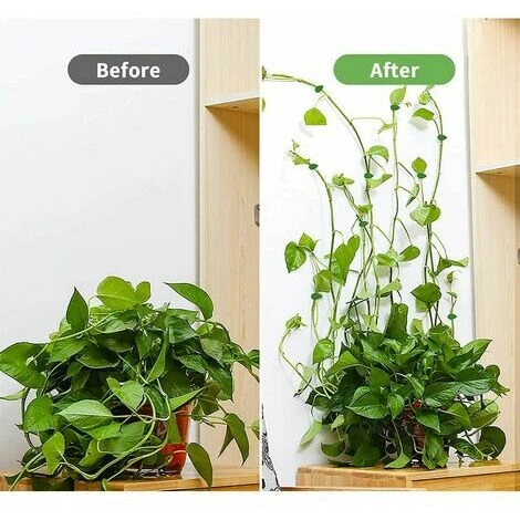 MAGIC Lot De 100 Accessoires Muraux De Crédence Clips De Fixation Murale Pour Plantes Grimpantes, Clips Muraux Auto-adhésifs En Forme De Feuille Pour Plantes Grimpantes Murales 2 MAGIC Lot De 100 Accessoires Muraux De Crédence Clips De Fixation Murale Pour Plantes Grimpantes, Clips Muraux Auto-adhésifs En Forme De Feuille Pour Plantes Grimpantes Murales – Image 2